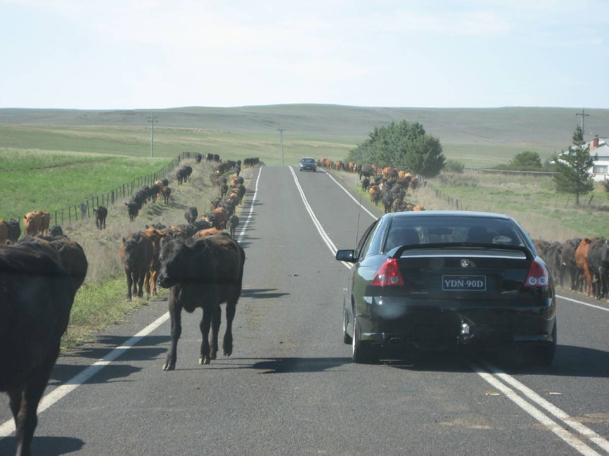 cattle time cattle time