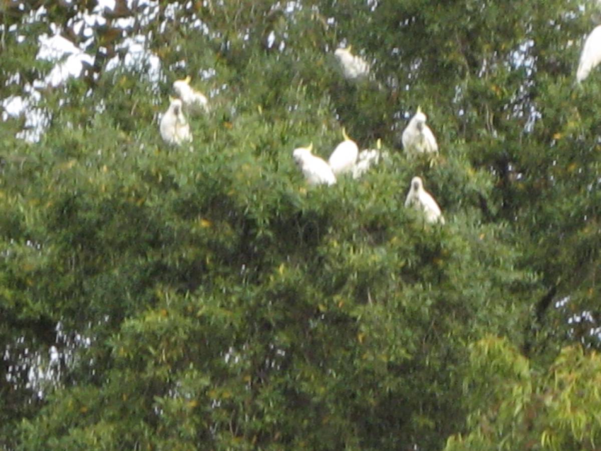 crazy cockatiels crazy cockatiels