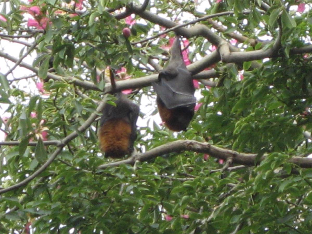 flying fox flying fox