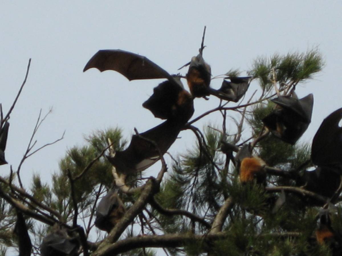 flying-fox flying-fox