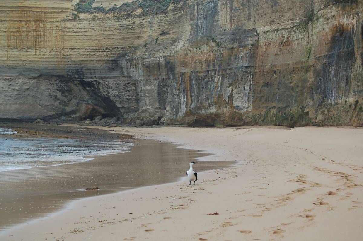 beach bird beach bird