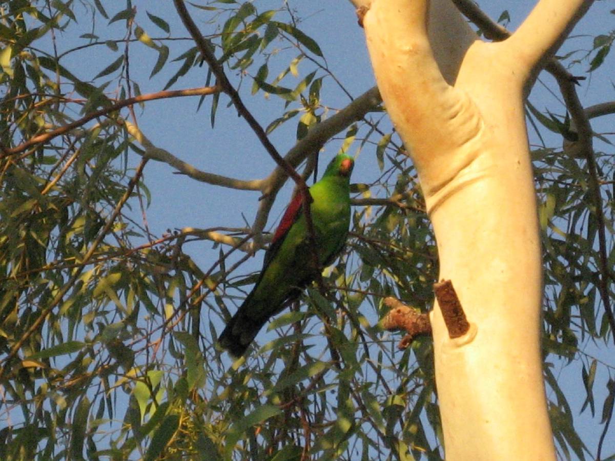 australian king parrot i think australian king parrot i think
