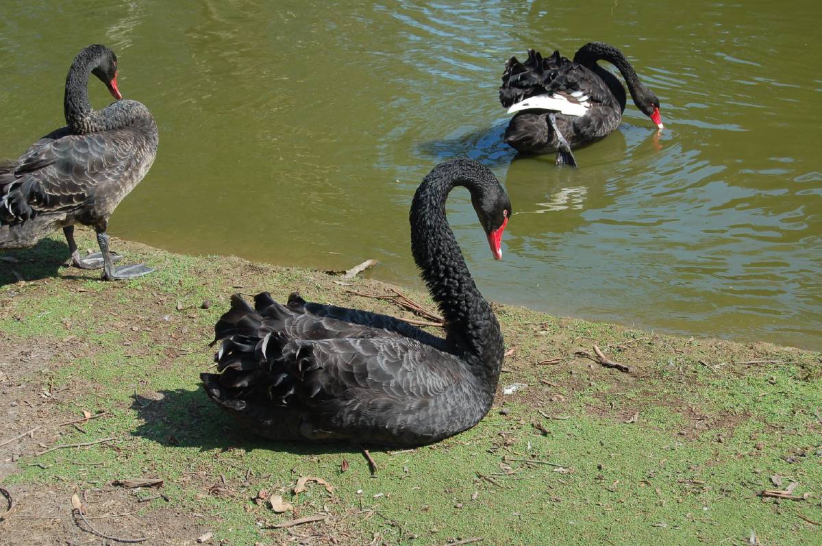 black swan black swan