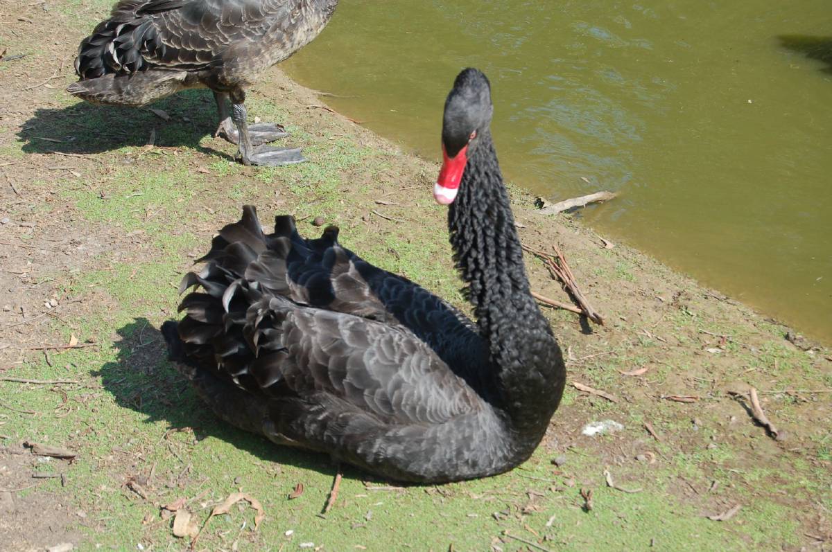 black swan black swan