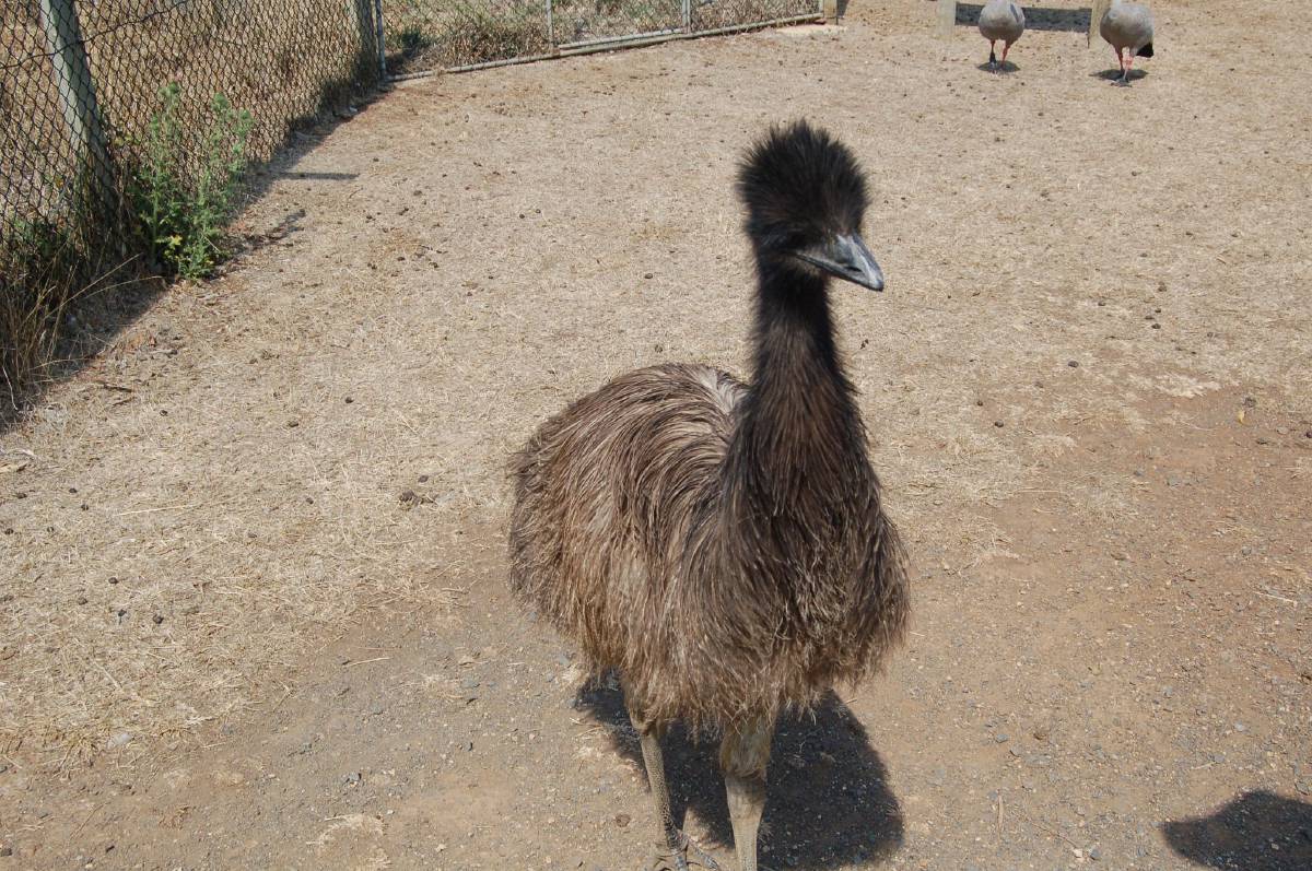 curious emu curious emu