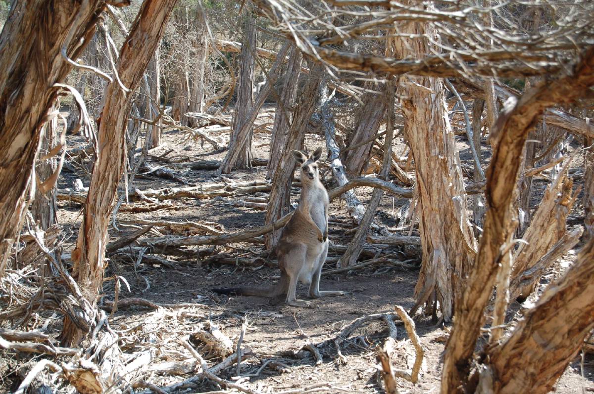 curious kangaroo curious kangaroo