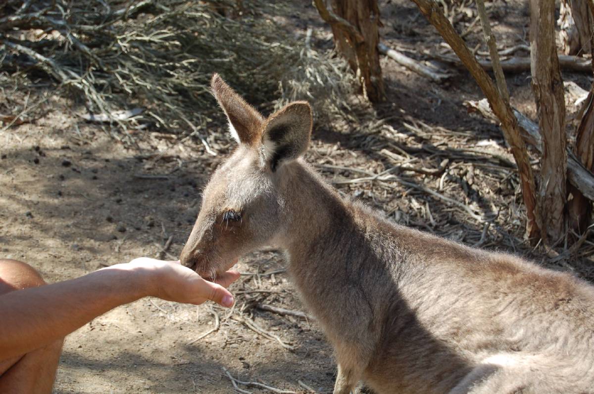 dave feeding another cute kangaroo dave feeding another cute kangaroo