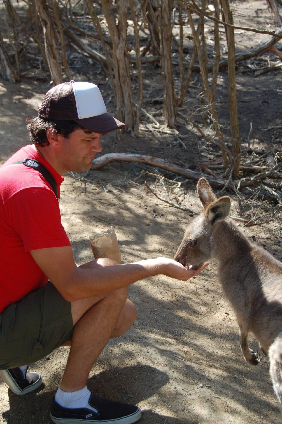 dave feeding cute kangaroo dave feeding cute kangaroo