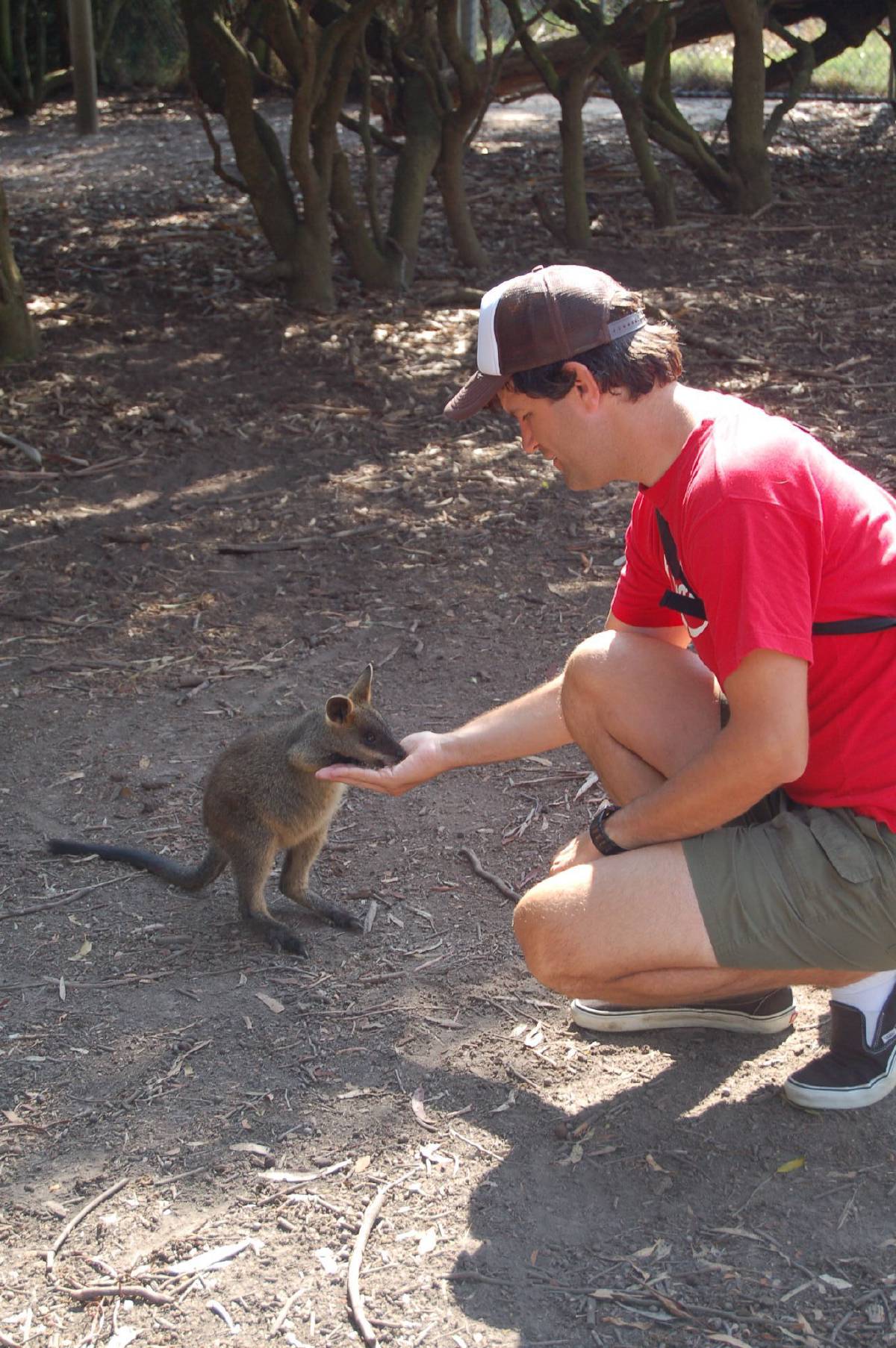 dave feeding the wallabie dave feeding the wallabie