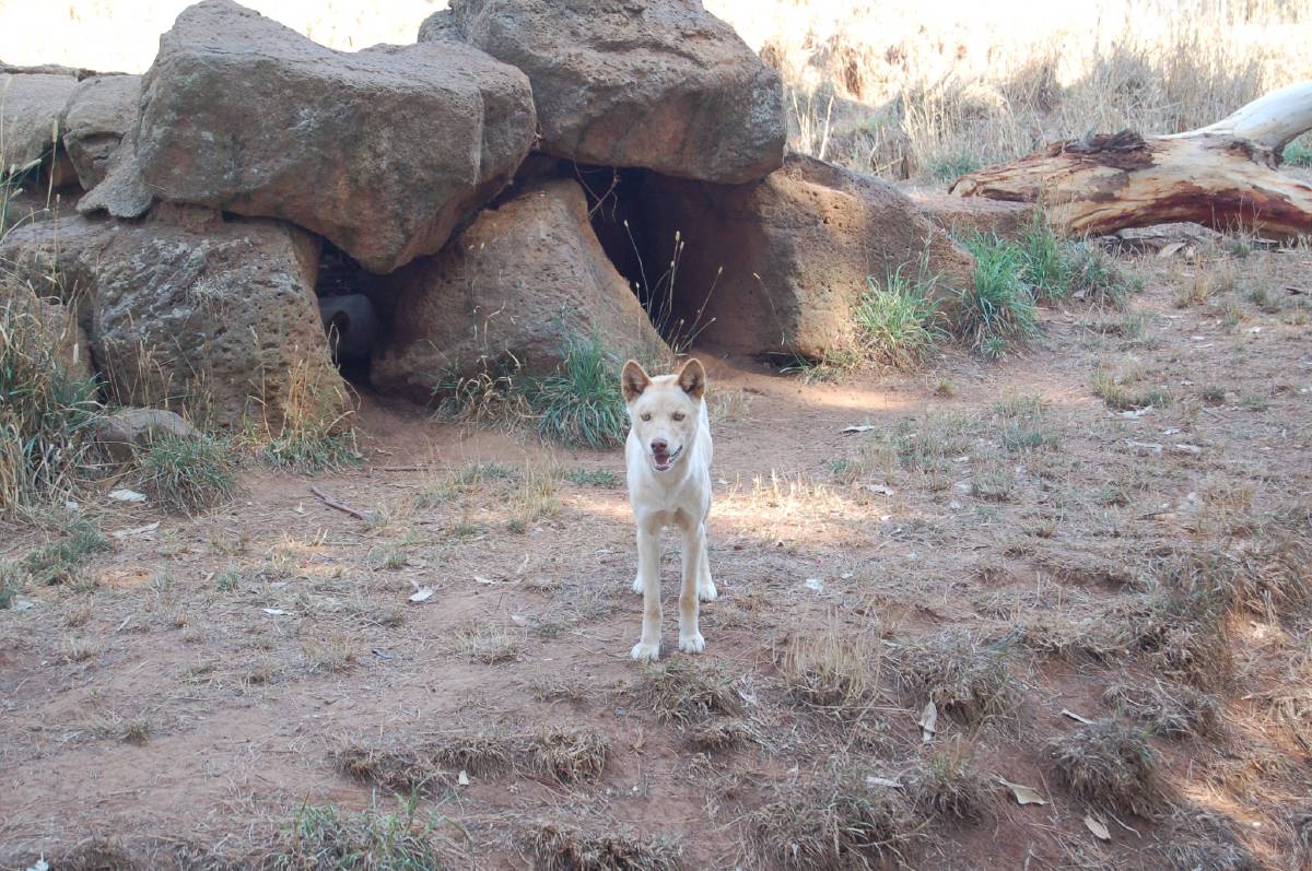 dingoe dingoe