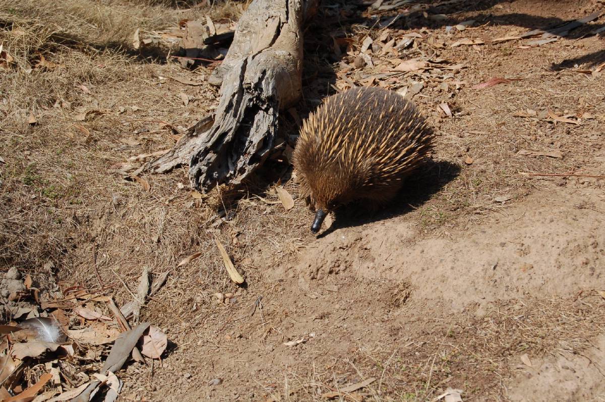 echidna echidna