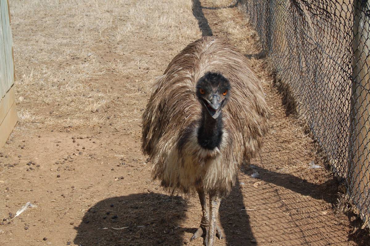 emu emu