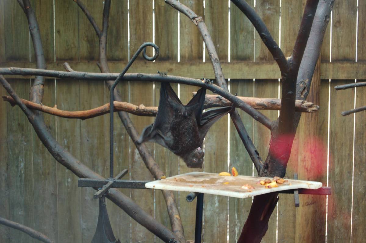 flying fox eating peaches flying fox eating peaches