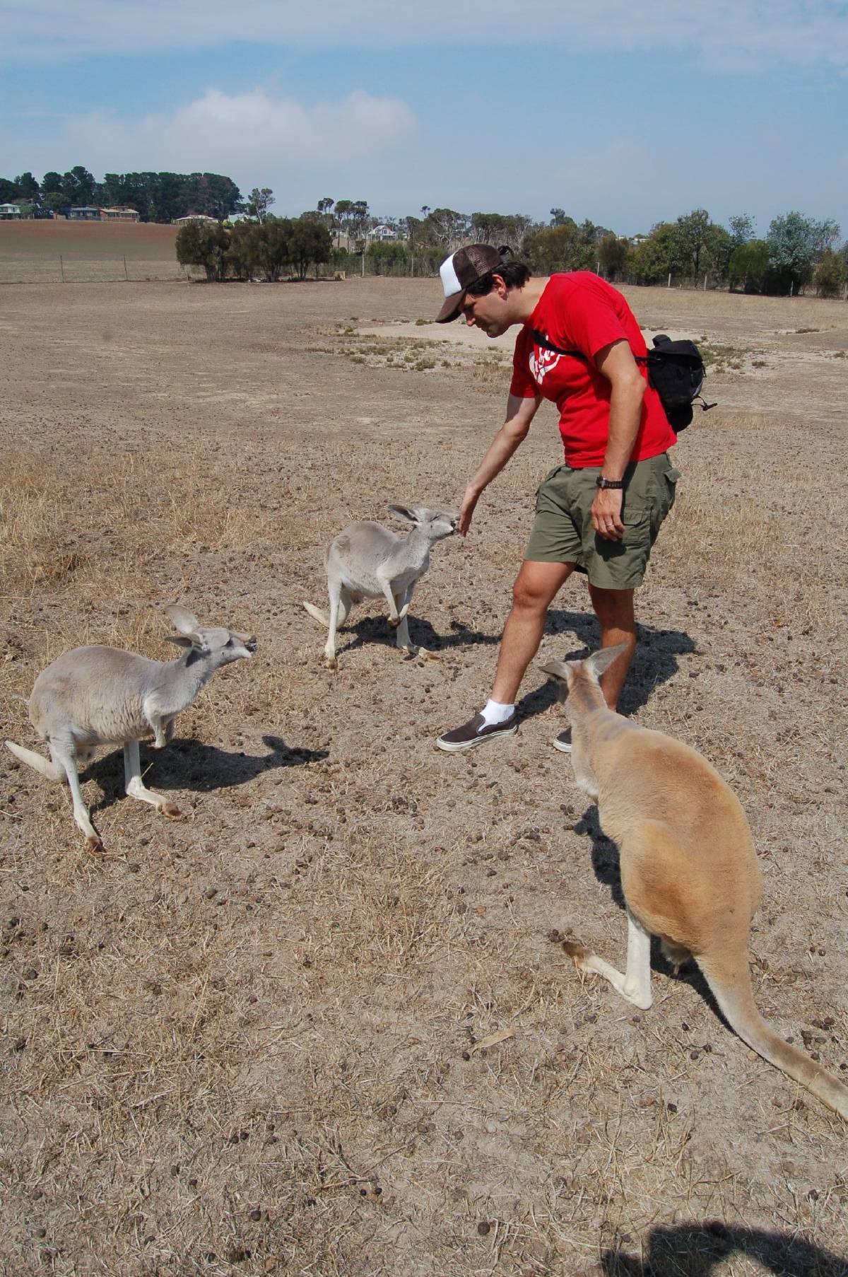 friendly kangaroos friendly kangaroos