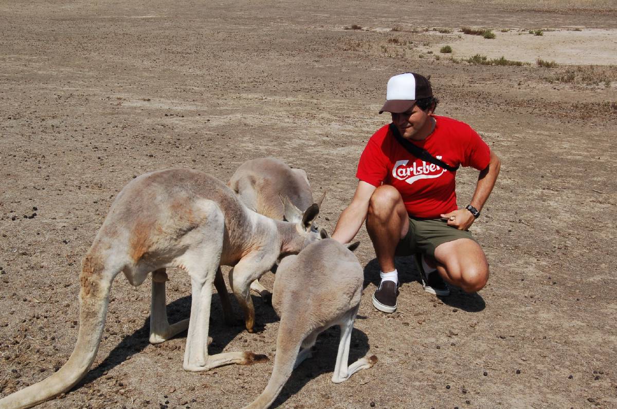 hungry red kangaroos hungry red kangaroos