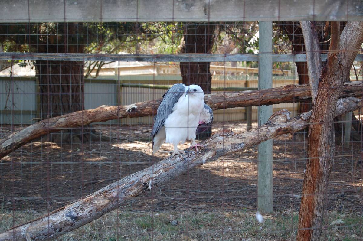 injured very large eagle injured very large eagle