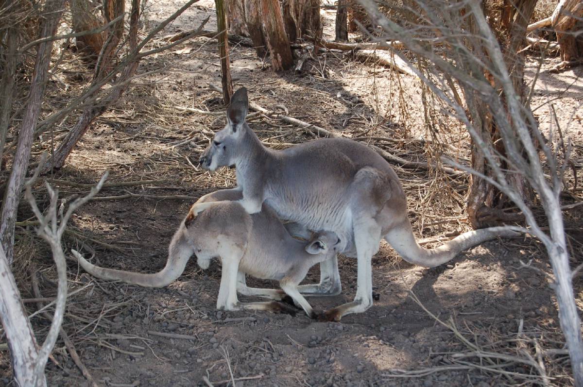 kangaroo feeding kangaroo feeding