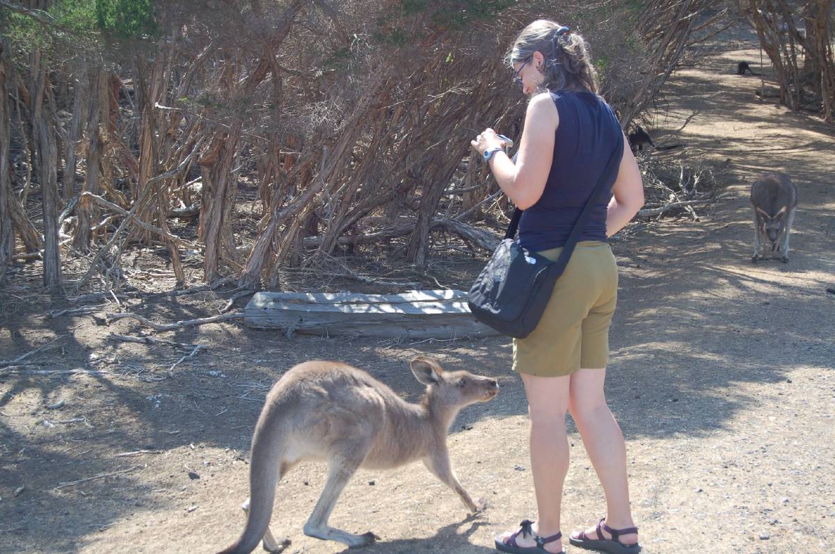 kangaroo feeding kangaroo feeding