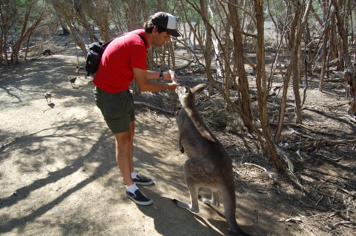 kangaroo feeding kangaroo feeding