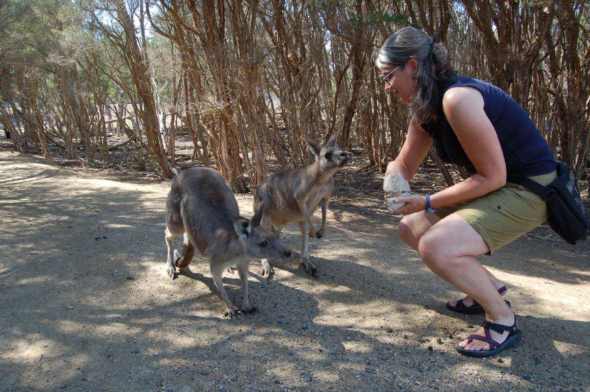 kangaroo feeding kangaroo feeding
