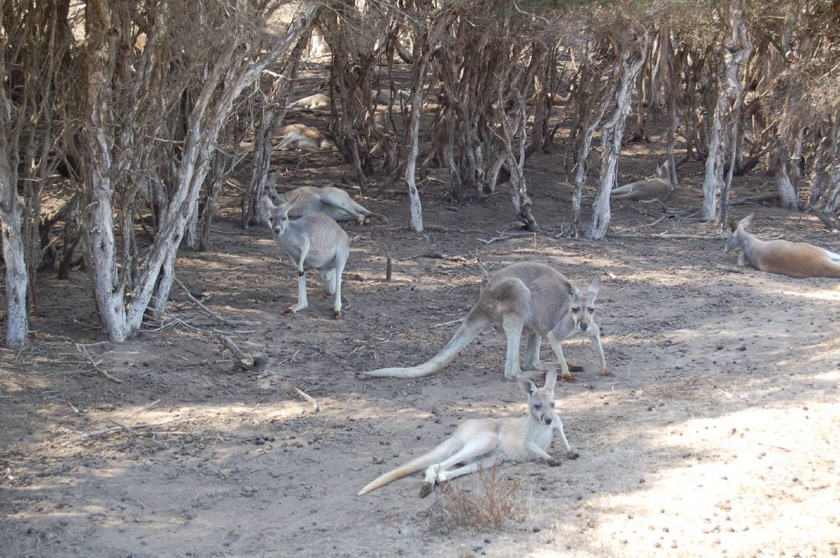 kangaroo siesta kangaroo siesta