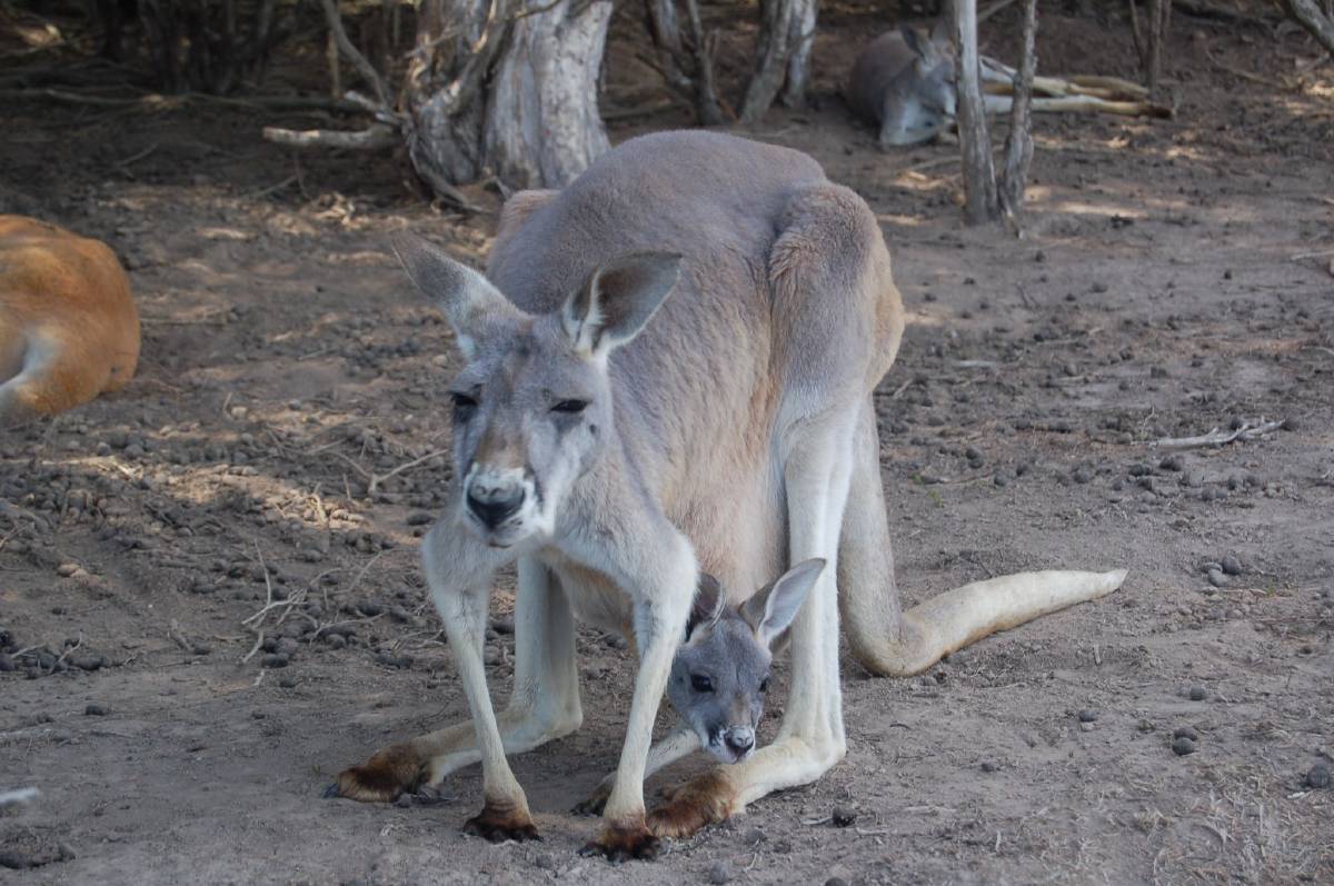 mama with baby kanga mama with baby kanga
