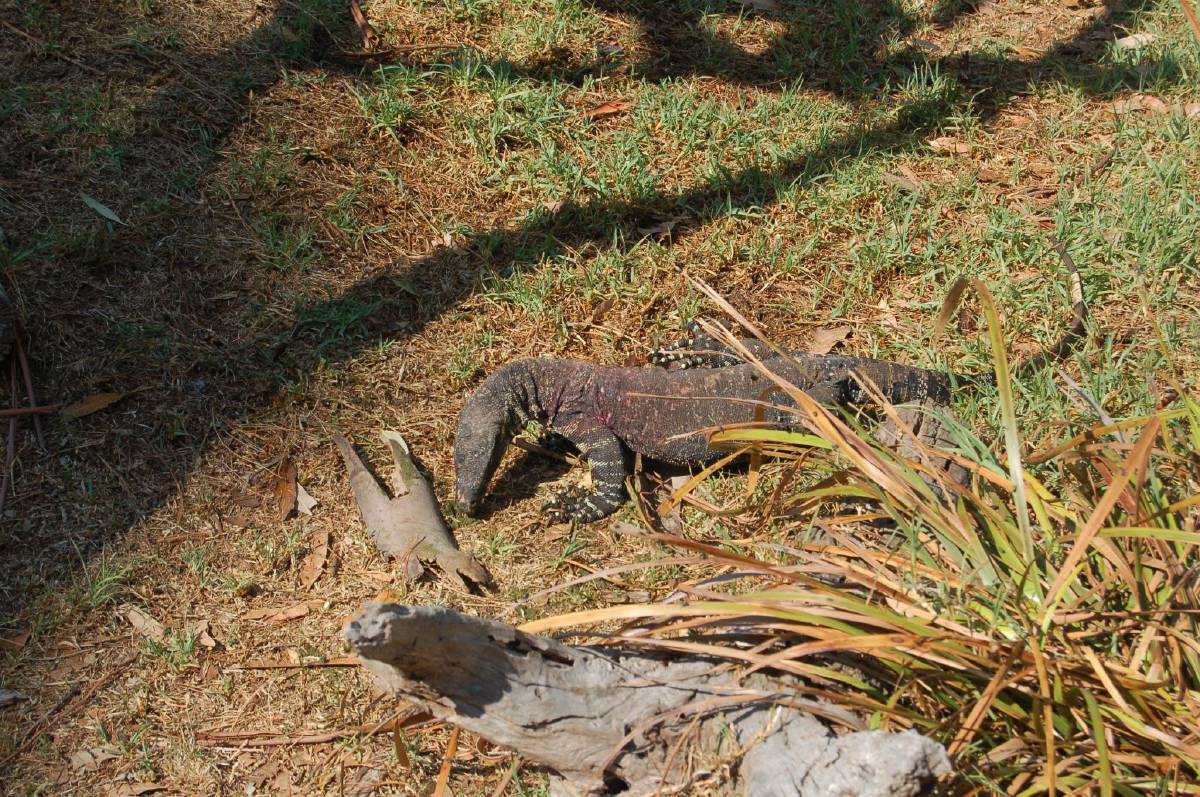 monitor lizard monitor lizard