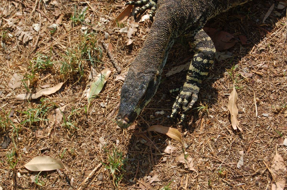 monitor lizard monitor lizard