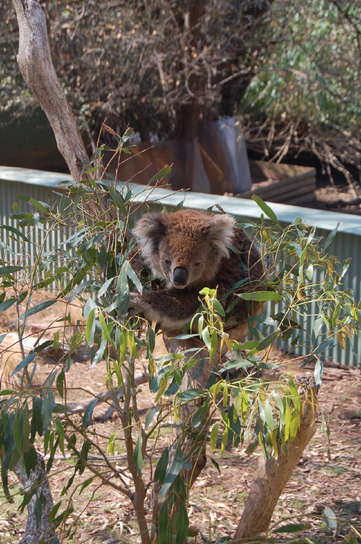 munching koala munching koala