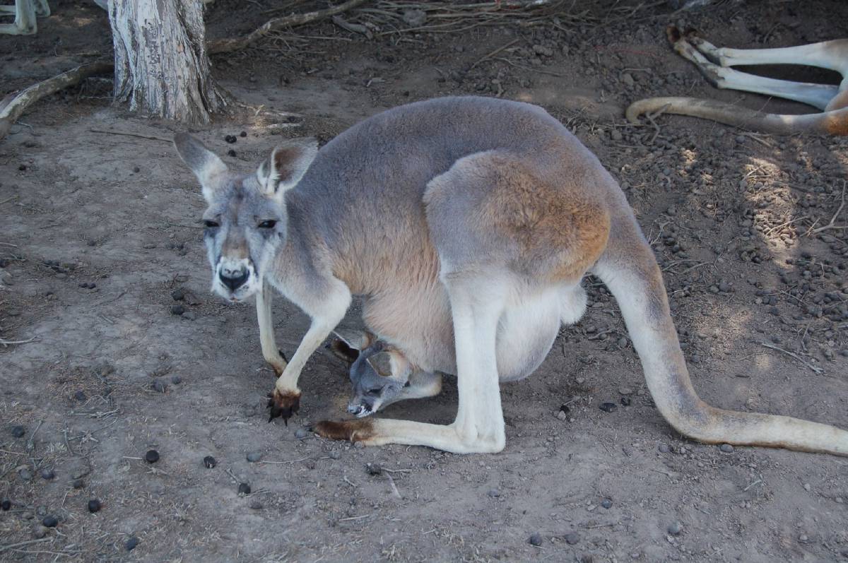 red kangaroo with baby kanga on board red kangaroo with baby kanga on board
