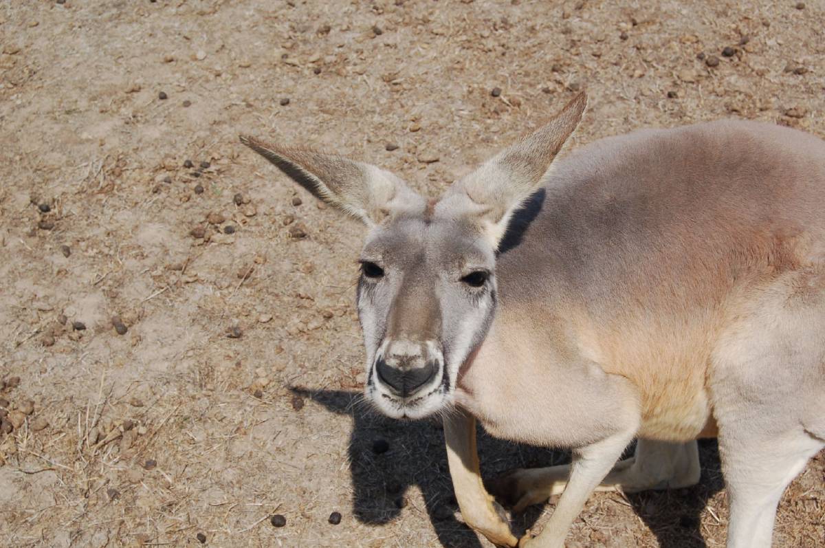red-kangaroo red-kangaroo