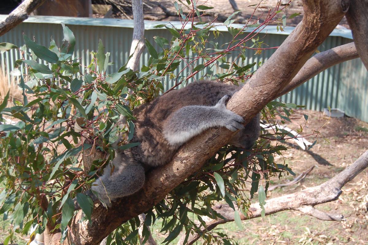 sleepy koala sleepy koala