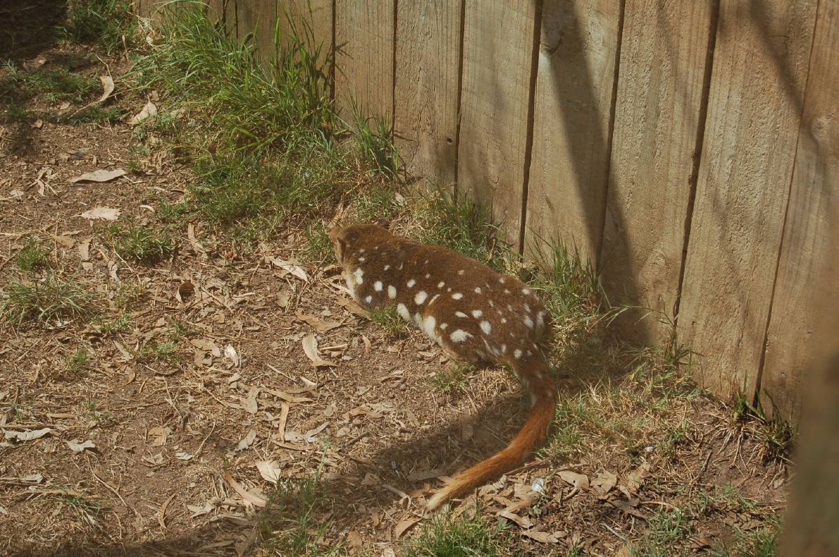 spotted tail quoll spotted tail quoll