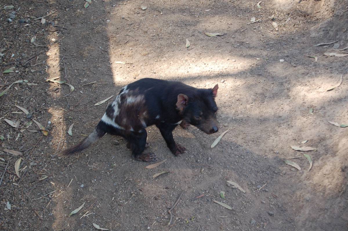 tasmanian devil tasmanian devil