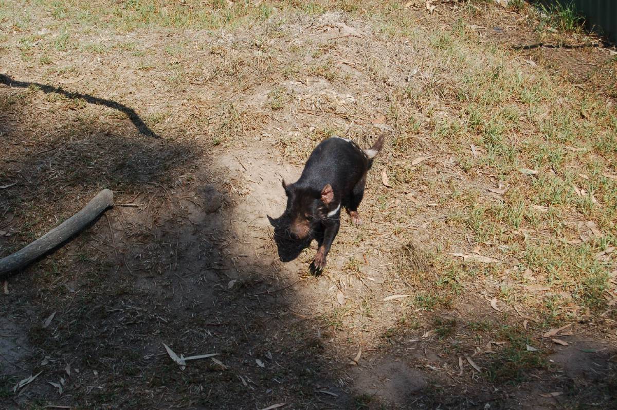 tasmanian devil tasmanian devil