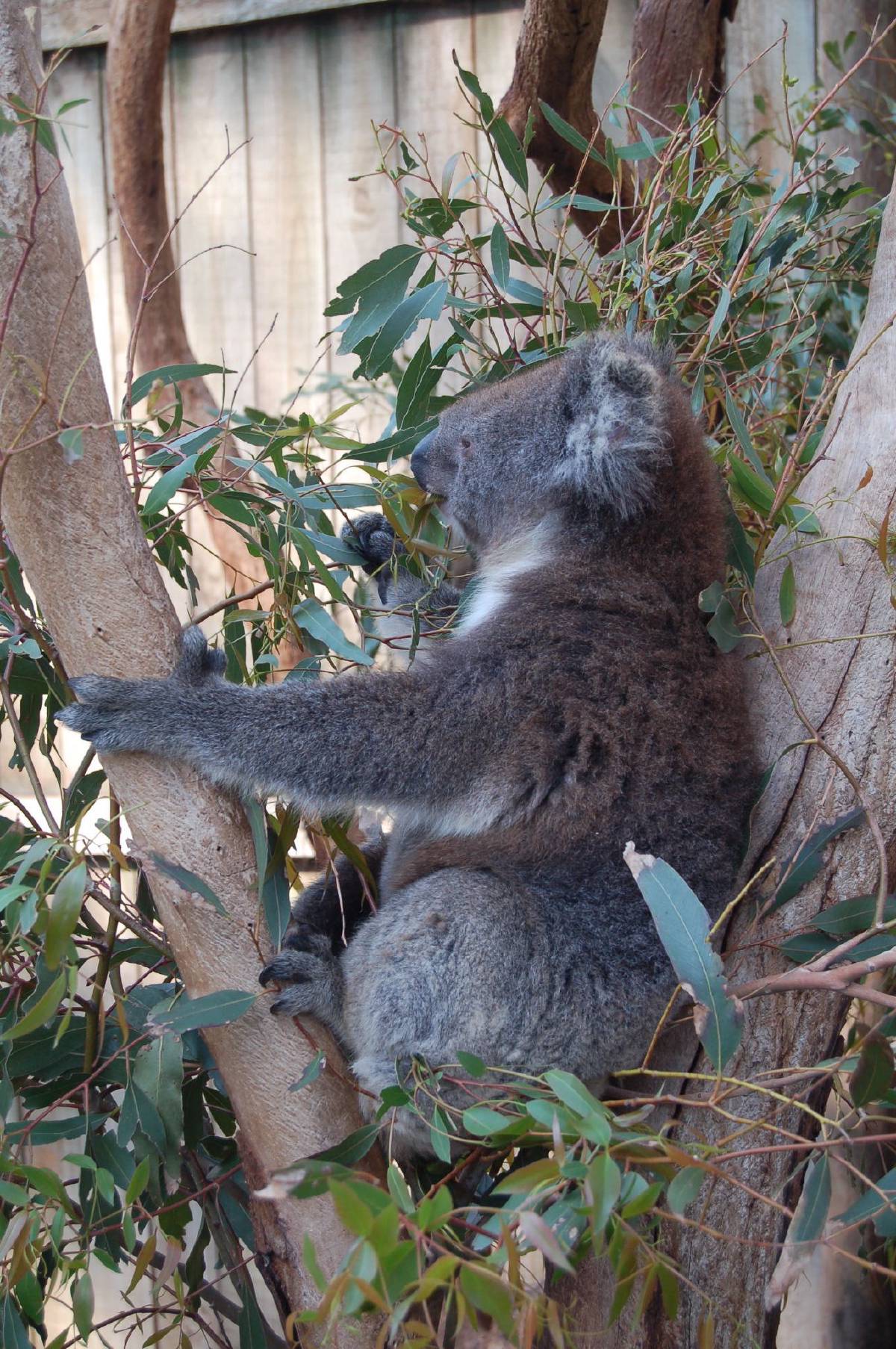 very cute koala very cute koala
