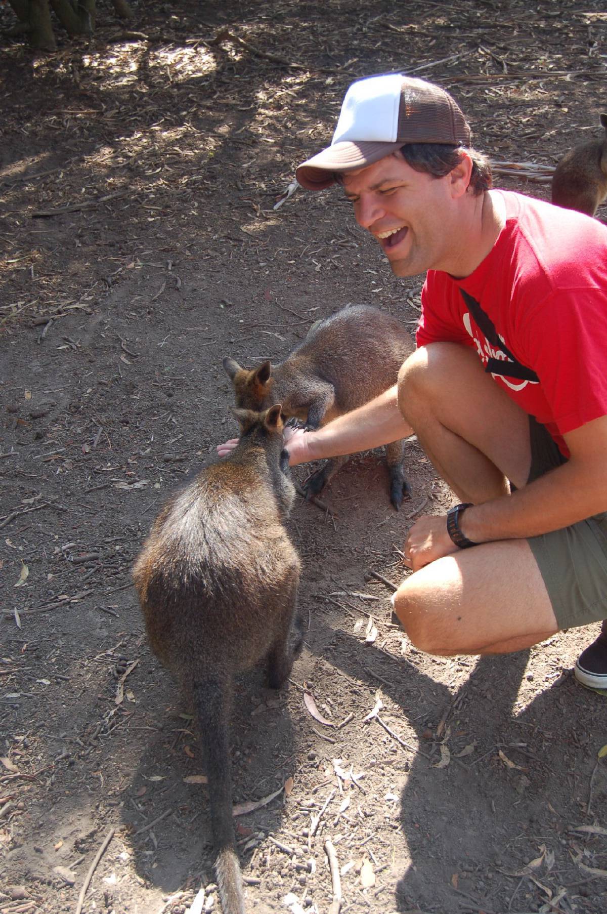wallabie feeding wallabie feeding