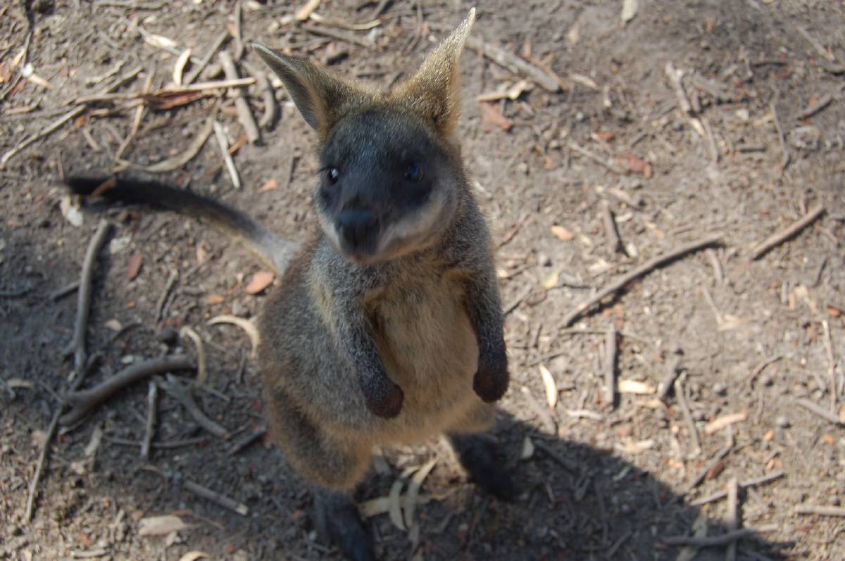 wallabie wallabie