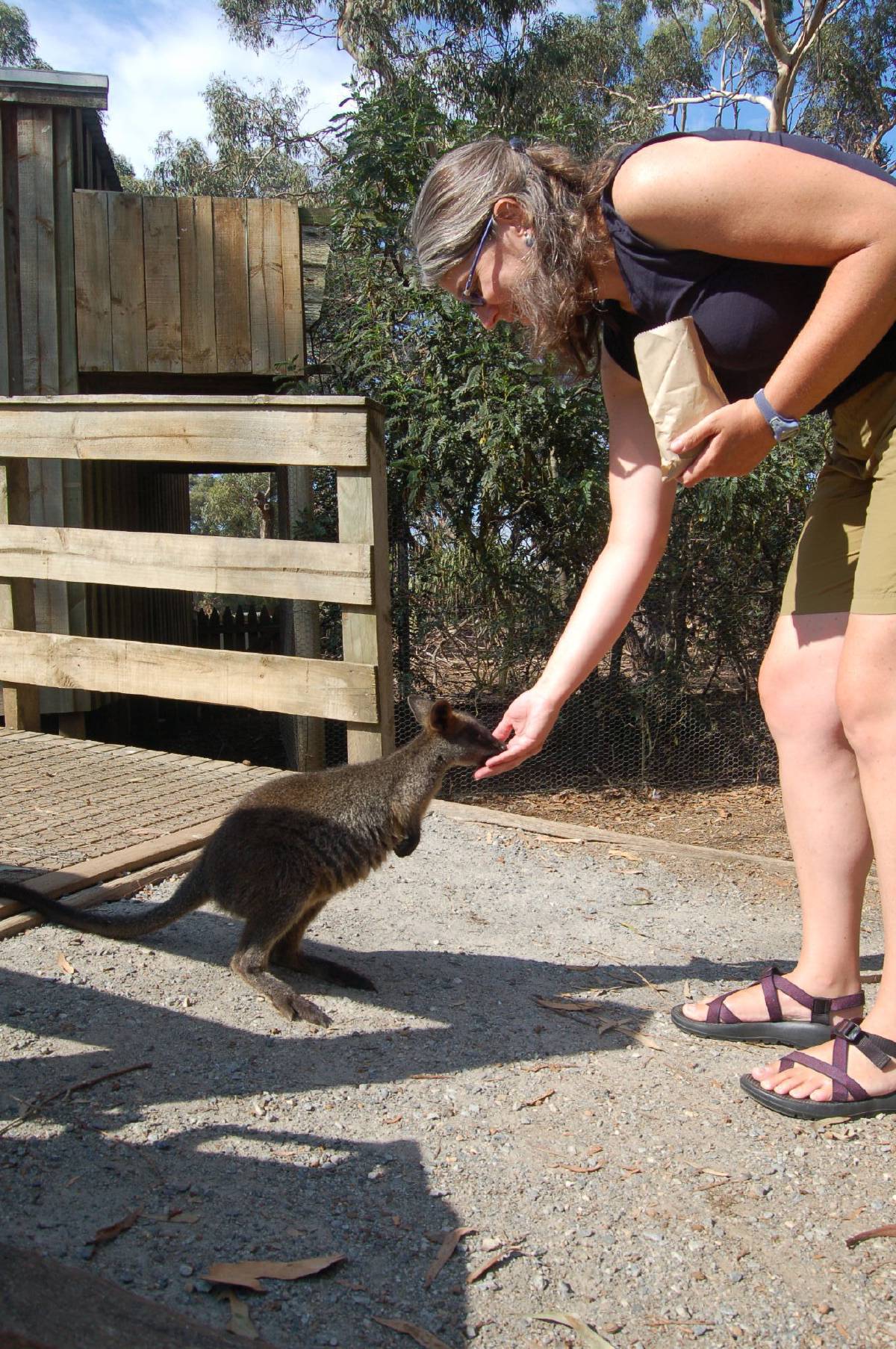 wallabies are cute too wallabies are cute too