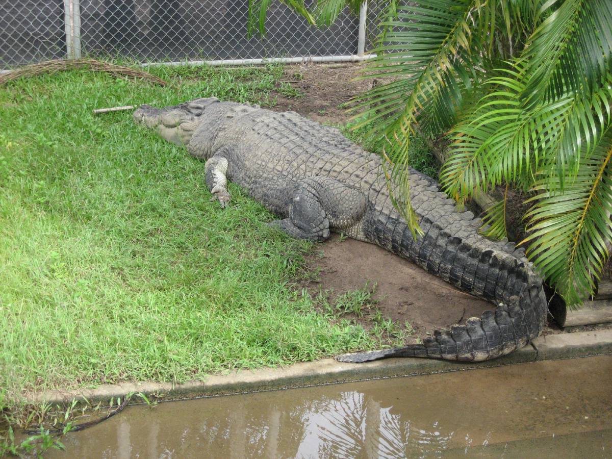 big croc big croc