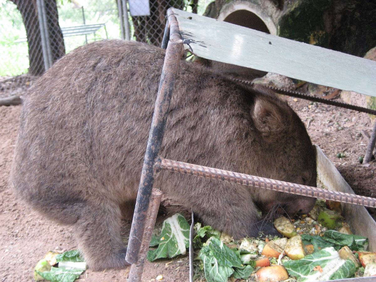 cute little wombat cute little wombat