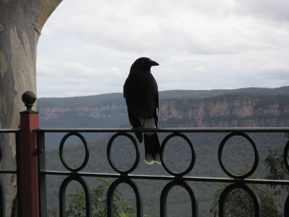 crazy bird crazy bird