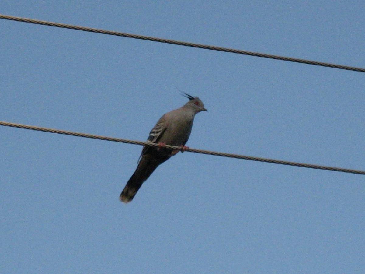 crested pidgeon crested pidgeon
