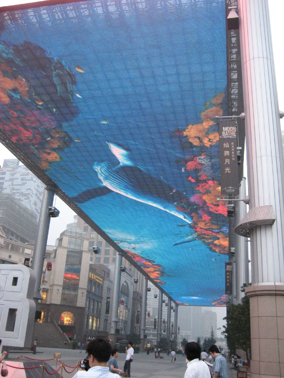 sharks overhead sharks overhead