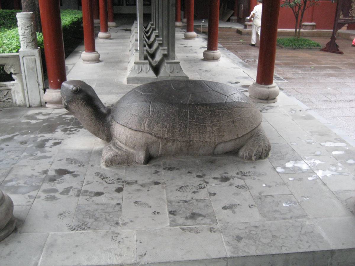 fear the turtle fear the turtle