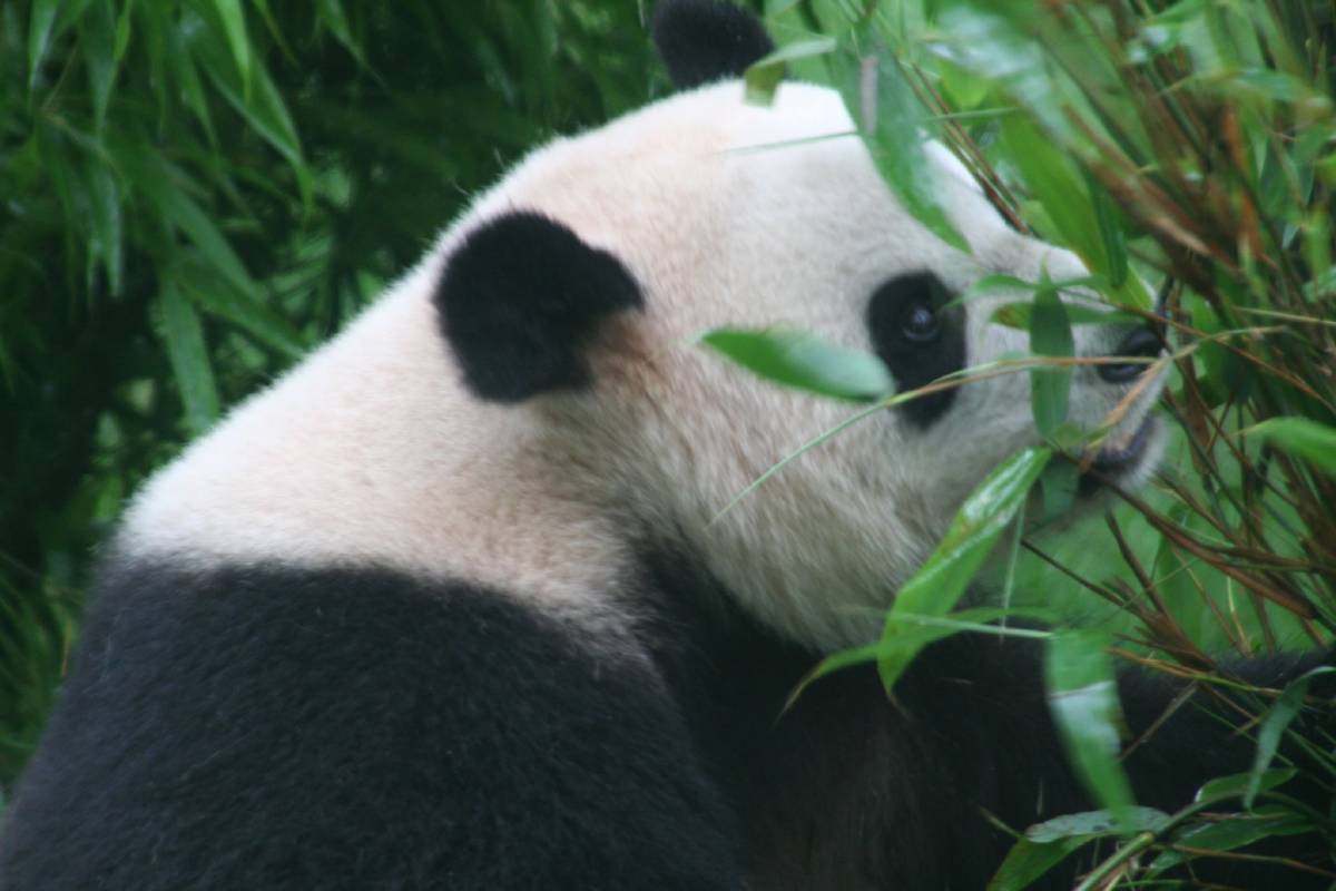 giant panda research center chengdu giant panda research center chengdu