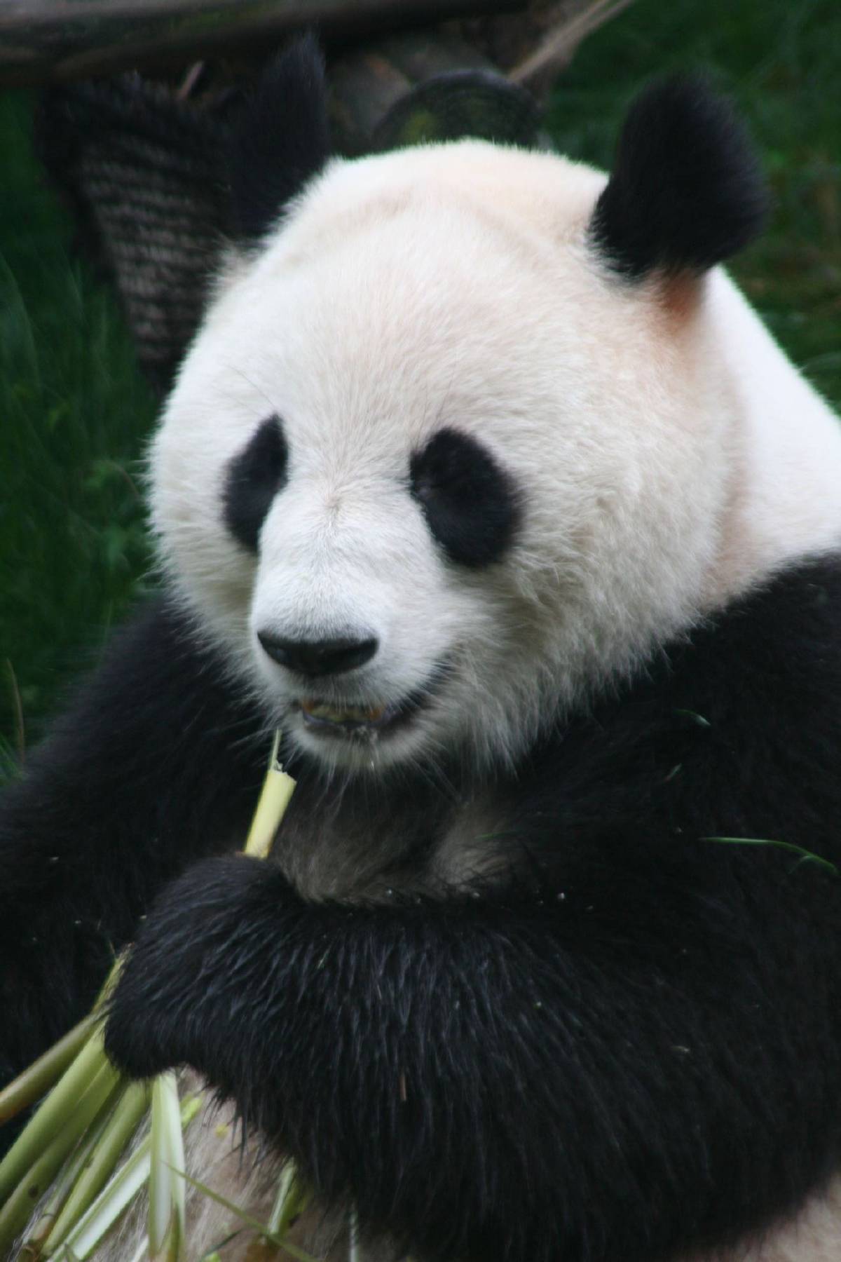 giant panda research center chengdu giant panda research center chengdu