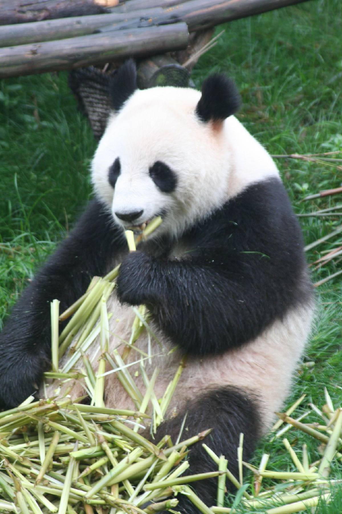 giant panda research center chengdu giant panda research center chengdu