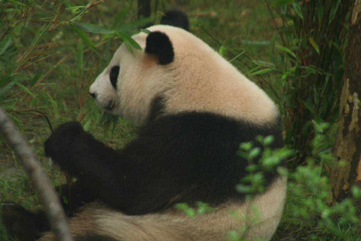 giant panda research center chengdu giant panda research center chengdu