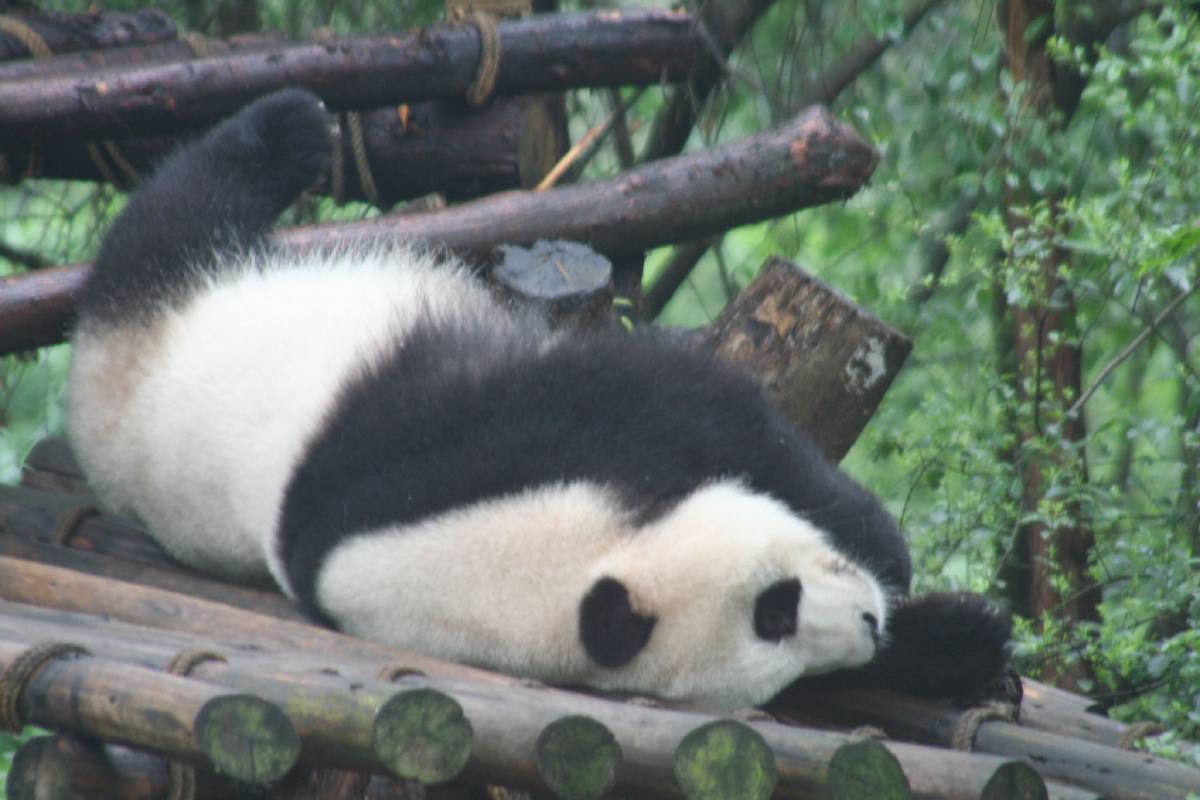 giant panda research center chengdu giant panda research center chengdu